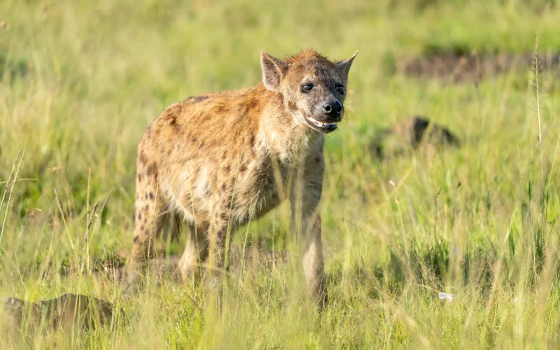 7-Day Samburu, Laikipia & Masai Mara Photographers Fly In Safari