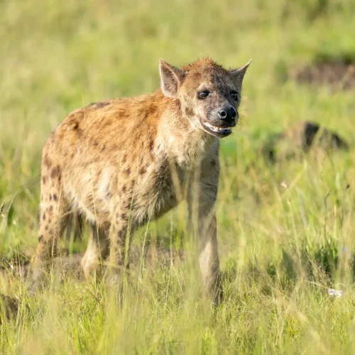7-Day Samburu, Laikipia & Masai Mara Photographers Fly In Safari