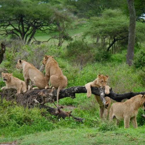 4-Day Serengeti Fly-In Safari