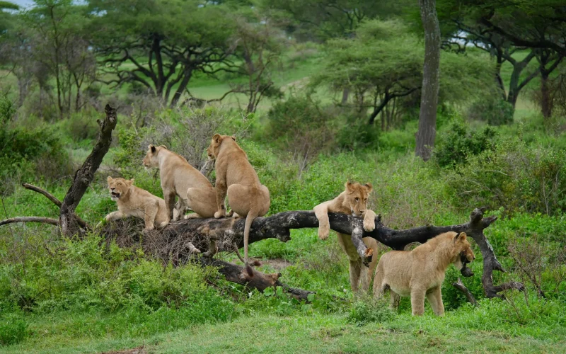 4-Day Serengeti Fly-In Safari