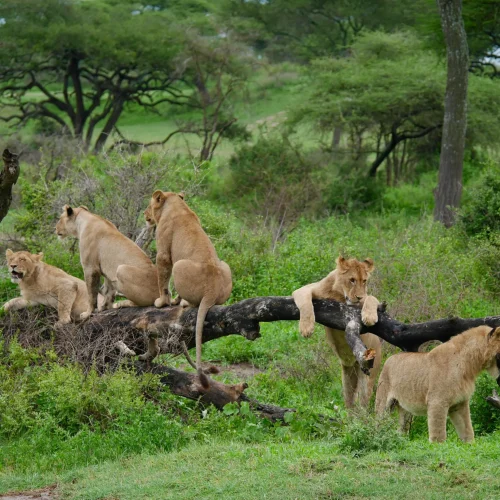5-Day Tanzania Safari From Zanzibar Fly-In Safari