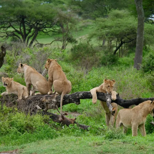 5-Day Tanzania Safari From Zanzibar Fly-In Safari