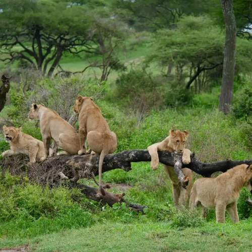 4-Day Serengeti Fly-In Safari