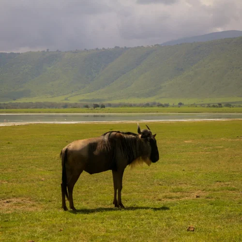 4-Day Zanzibar to Serengeti & Ngorongoro Crater Fly-in Safari