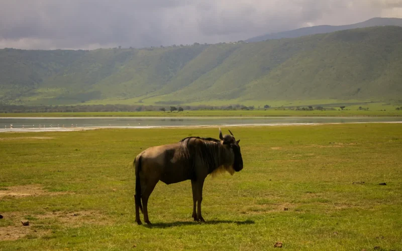 4-Day Zanzibar to Serengeti & Ngorongoro Crater Fly-in Safari