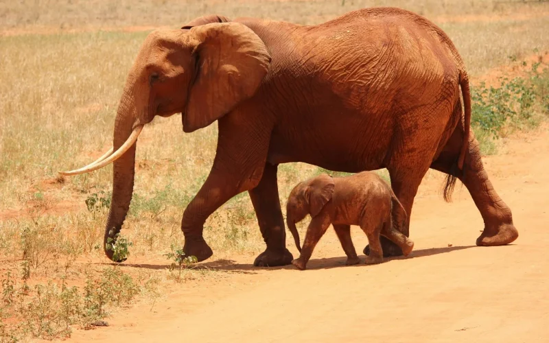 2-Day Tsavo East Express Safari From Diani, Mombasa, Watamu, or Malindi