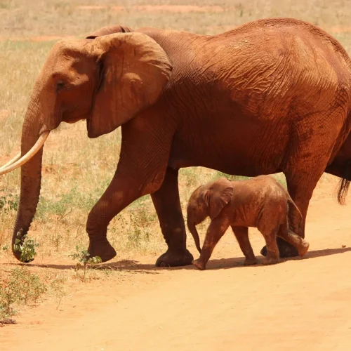 2-Day Tsavo East Express Safari From Diani, Mombasa, Watamu, or Malindi