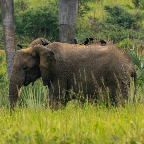 4-Day Murchison Falls Big Five Wildlife Safari