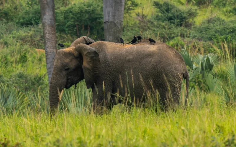 4-Day Murchison Falls Big Five Wildlife Safari