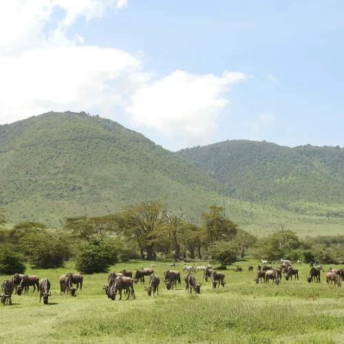 4-Day Tarangire, Serengeti & Ngorongoro Crater Safari