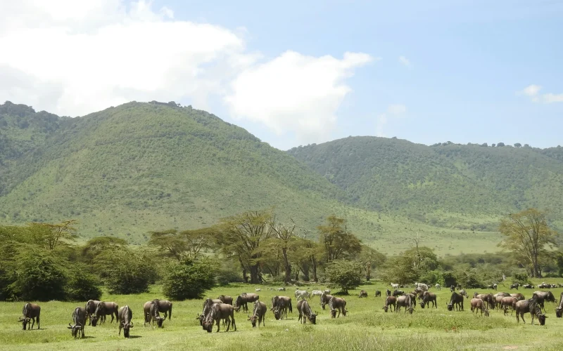 4-Day Tarangire, Serengeti & Ngorongoro Crater Safari