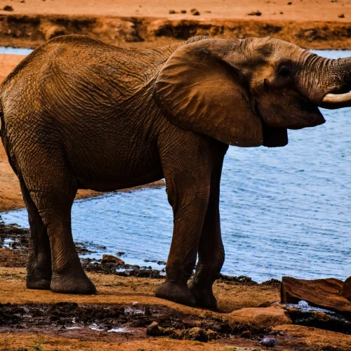 2-Day Tsavo West Safari Experience
