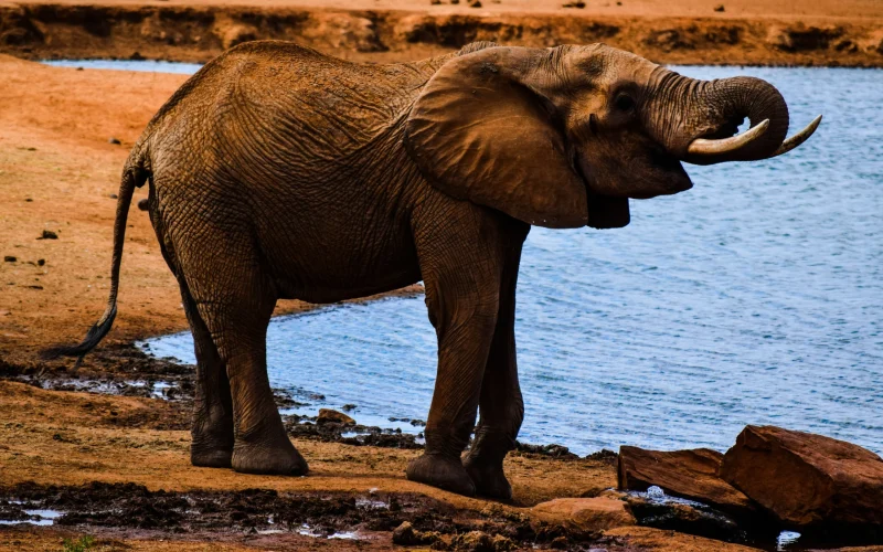 2-Day Tsavo West Safari Experience