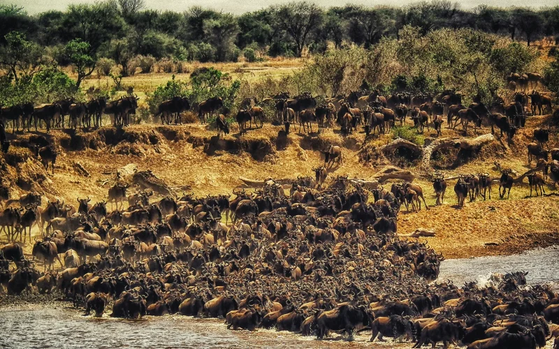 8-Day Laikipia, Masai Mara & Watamu Safari & Beach Escape