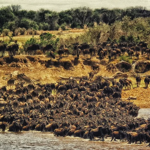 8-Day Laikipia, Masai Mara & Watamu Safari & Beach Escape