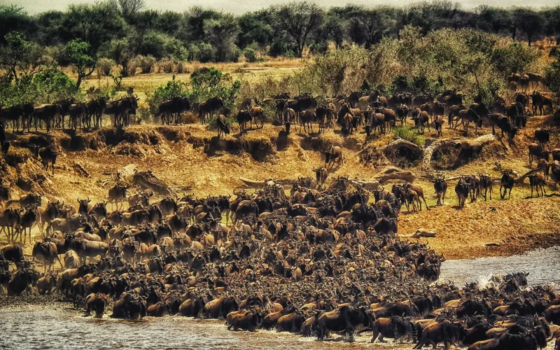 8-Day Laikipia, Masai Mara & Watamu Safari & Beach Escape