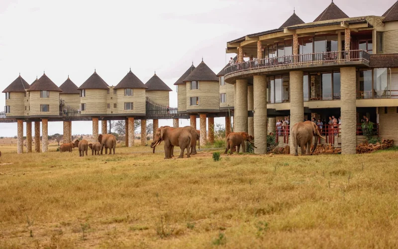 3 Day Tsavo West and Salt Lick Safari