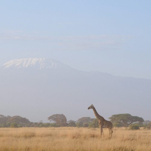 3 Days Safari Amboseli National Park with Mount Kilimanjaro