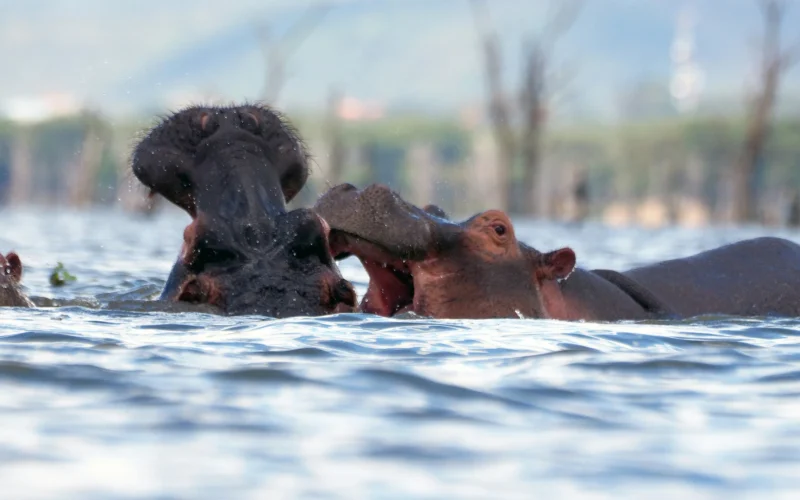 7-Day Ol Pejeta, Nakuru, Masai Mara, Naivasha and Amboseli Kenya Safari