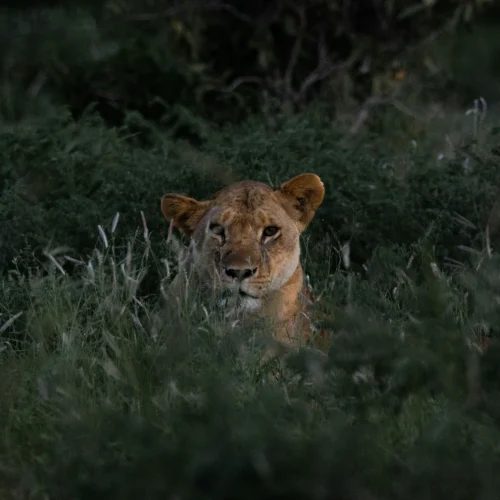 6-Day Amboseli, Tsavo West, & Taita Hills Big Five Photographic Safari