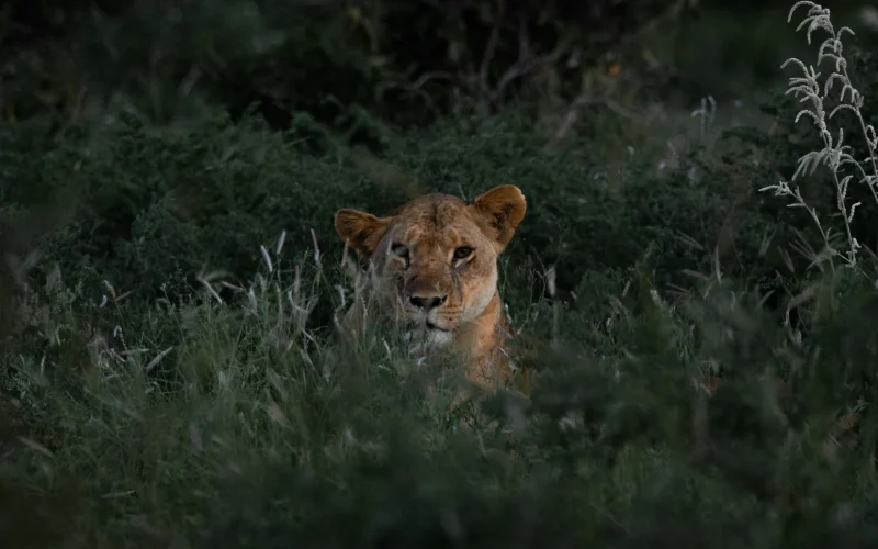 6-Day Amboseli, Tsavo West, & Taita Hills Big Five Photographic Safari