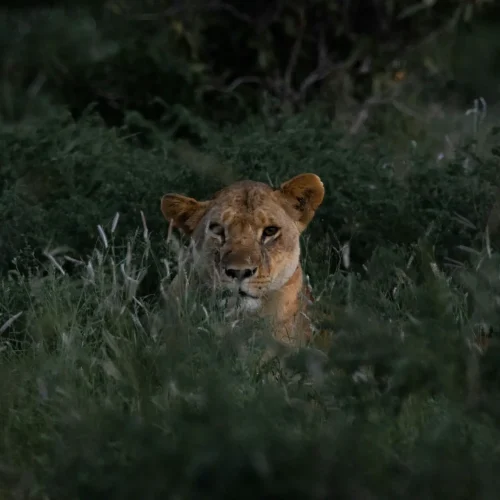 6-Day Amboseli, Tsavo West, & Taita Hills Big Five Photographic Safari