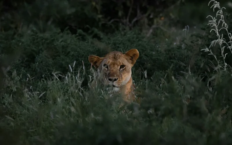 6-Day Amboseli, Tsavo West, & Taita Hills Big Five Photographic Safari